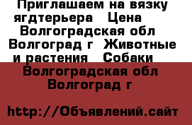 Приглашаем на вязку ягдтерьера › Цена ­ 1 - Волгоградская обл., Волгоград г. Животные и растения » Собаки   . Волгоградская обл.,Волгоград г.